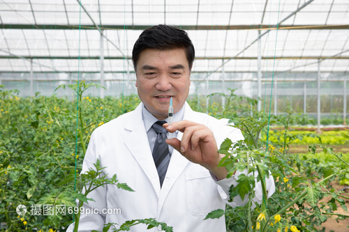 农业培育科学家给植物注射药剂